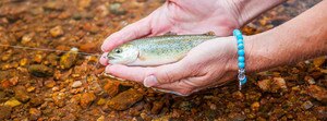 Tenkara Trip